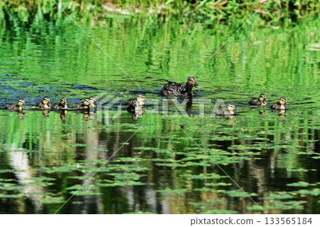 A mother and her ducklings swimming in a pond A mother and her ducklings swimming in a pond 133565184