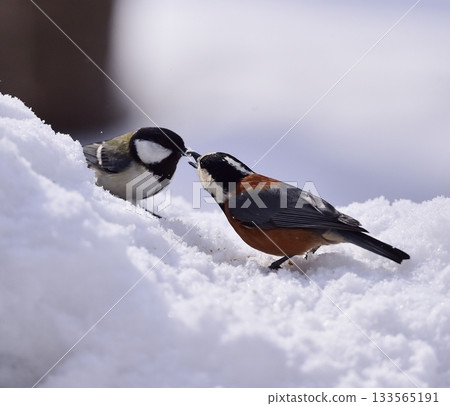 Crow friends playing in the snow Crow friends playing in the snow 133565191
