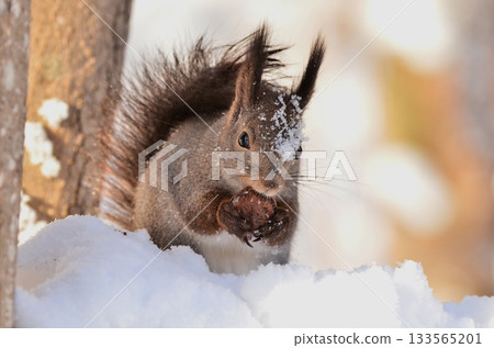 Ezoris在雪地裡吃核桃 Ezoris在雪地裡吃核桃 133565201