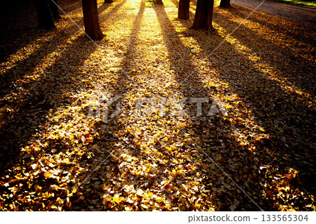 秋日漫步,銀杏樹密布,夕陽西下,構成一幅美麗的畫卷。 秋日漫步,銀杏樹密布,夕陽西下,構成一幅美麗的畫卷。 133565304