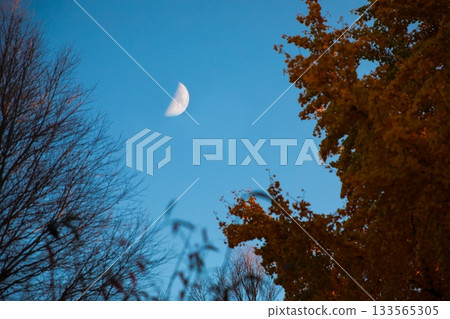 透過紅葉仰望月光下的夜空 133565305