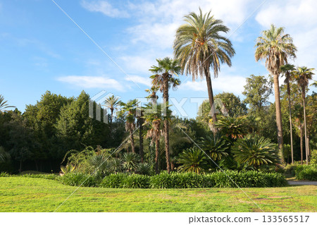 Exotic bushes and trees, Mediterranean palms. Nature and parks of Italy, Liguria. Design background. 133565517