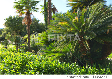 Exotic bushes and trees, Mediterranean palms. Nature and parks of Italy, Liguria. Design background. 133565518