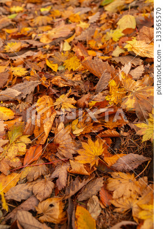 Walking through a beautiful autumn forest 133565570