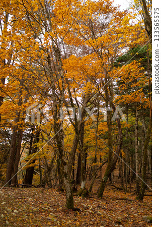 Walking through a beautiful autumn forest 133565575
