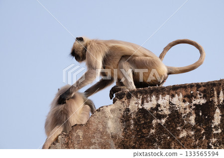 Gray Langur on Wall at Amber Fort in Jaipur, Rajasthan, India 133565594