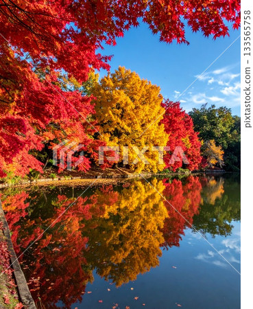 [AI-generated image] A vertically symmetrical view of lustrous autumn leaves 133565758