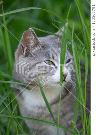 Stray cat in the bush 133565791