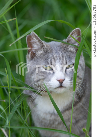 Stray cat in the bush Stray cat in the bush 133565792