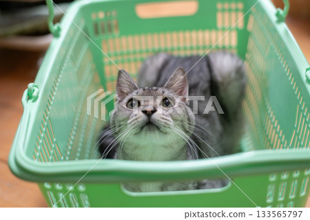 Sabatra cat in the shopping cart 133565797