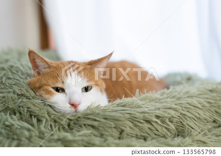 Sleeping cat brown tiger white 133565798
