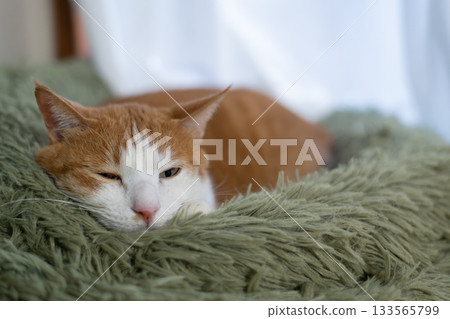 Sleeping cat brown tiger white Sleeping cat brown tiger white 133565799