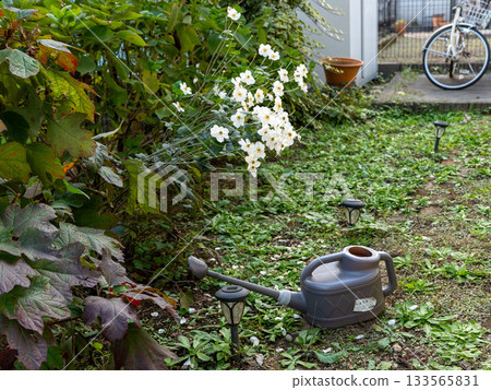 Garden flowers and watering can Garden flowers and watering can 133565831