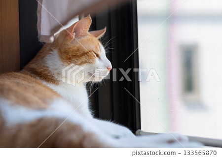 A cat relaxing by the window Brown tiger white 133565870