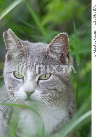 在灌木的流浪貓 133565876