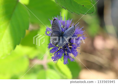 A butterfly sucking nectar from a purple flower of a flower that blooms in the autumn garden 133565945