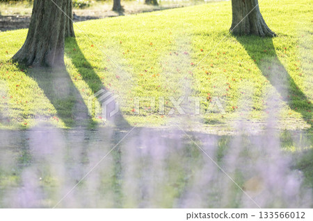 Image of undulating park grass and early summer 133566012