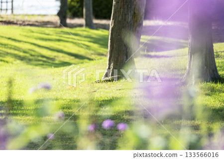 初夏時節，公園起伏的草地盡收眼底。 133566016