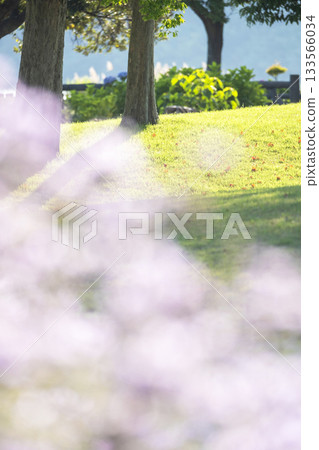 Image of undulating park grass and early summer Image of undulating park grass and early summer 133566034