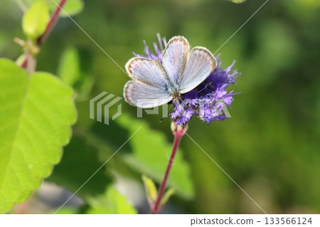 A butterfly sucking nectar from a purple flower of a flower that blooms in the autumn garden 133566124