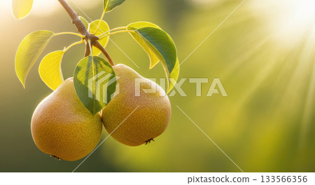 Ripe pears hanging from a branch, surrounded by vibrant green leaves, illuminated by soft sunlight, showcasing natural beauty and freshness Ripe pears hanging from a branch, surrounded by vibrant green leaves, illuminated by soft sunlight, showcasing natural beauty and freshness 133566356