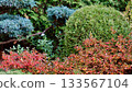 A professionally landscaped garden featuring clipped, trained juniper shrubs and trees alongside a brick walkway, with accents of Azalea Japanese Geisha Red showing vivid autumn red foliage. 133567104