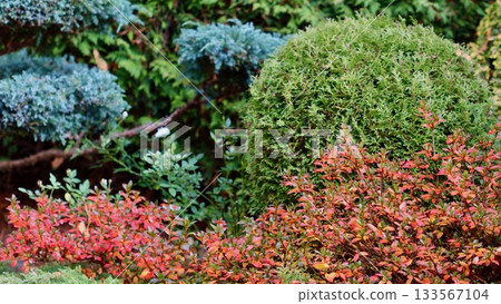 A professionally landscaped garden featuring clipped, trained juniper shrubs and trees alongside a brick walkway, with accents of Azalea Japanese Geisha Red showing vivid autumn red foliage. A professionally landscaped garden featuring clipped, trained juniper shrubs and trees alongside a brick walkway, with accents of Azalea Japanese Geisha Red showing vivid autumn red foliage. 133567104