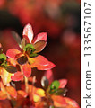 A stunning macro closeup of small plant leaves of Azalea Japanese Geisha Red coloured in red, orange, and green, reflecting bright sunlight against a deeply blurred, warm autumn background 133567107