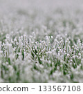 Hoarfrost covering a lawn, creating a delicate frozen texture in a winter garden landscape 133567108