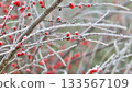 Red berries of fan cotoneaster branches covered in sparkling hoarfrost, capturing early morning winter beauty and icy details 133567109