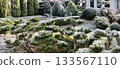 Beautiful winter landscape with evergreen plants and bushes covered in hoarfrost, showing intricate garden design 133567110