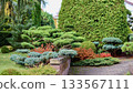 A professionally landscaped garden featuring clipped, trained juniper shrubs and trees alongside a brick walkway, with accents of Azalea Japanese Geisha Red showing vivid autumn red foliage. 133567111