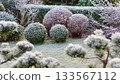 Garden plants covered in hoarfrost creating a beautiful winter landscape with frosted bushes and grass 133567112