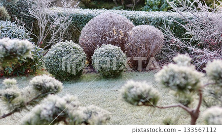 Garden plants covered in hoarfrost creating a beautiful winter landscape with frosted bushes and grass Garden plants covered in hoarfrost creating a beautiful winter landscape with frosted bushes and grass 133567112