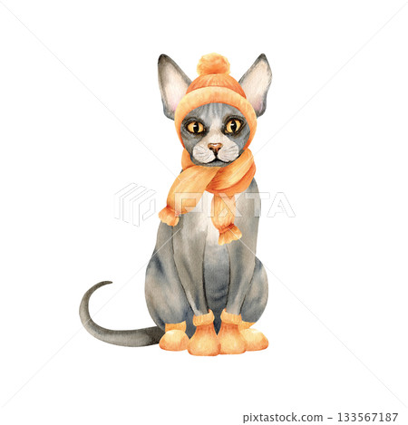 Sphynx hairless cat, knitted hat, scarf, socks. Kitty, bald skin in warm orange clothes, grey domestic animal. Grey beautiful sphinx pet. Watercolor isolated illustration. Autumn, winter character 133567187