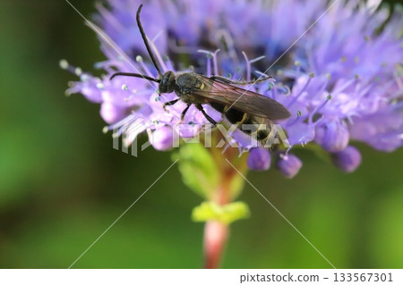 A small long-horned wasp sucking nectar from a purple daisy flower blooming in an autumn garden 133567301