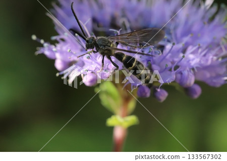 一隻小長角胡蜂正在秋天花園裡盛開的紫色雛菊花上吸食花蜜。 133567302