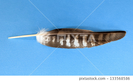 Bird feathers 133568586