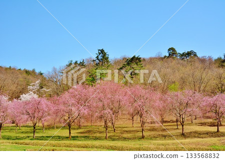 新潟縣長岡市雪久山公園的垂枝櫻花盛開。 新潟縣長岡市雪久山公園的垂枝櫻花盛開。 133568832