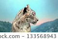Close-up side-profile of a snow leopard on blue sky background. Beautiful natural cream coat. Surrounding vague mountain outline wraps around head. 133568943