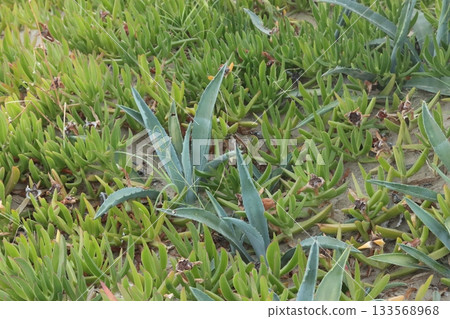 Succulents and agave growing on sand dune in coastal area Succulents and agave growing on sand dune in coastal area 133568968