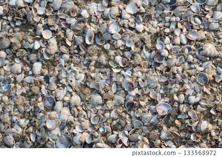 Seashells covering sandy beach creating intricate natural pattern Seashells covering sandy beach creating intricate natural pattern 133568972