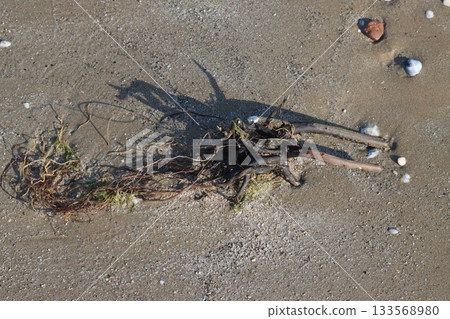 Driftwood casting shadow on sandy beach with algae and shells Driftwood casting shadow on sandy beach with algae and shells 133568980