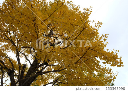 Ginkgo biloba turned yellow 133568998