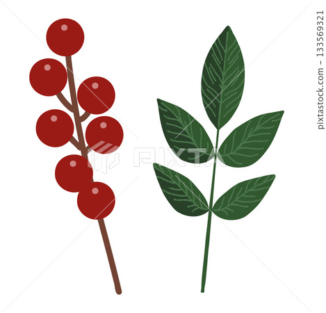 南天竹果實和南天竹葉的插圖 南天竹果實和南天竹葉的插圖 133569321