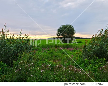 Lone Tree in Vast Green Meadow at Sunset. Solitary tree standing in endless lush green field under dramatic cloudy sky at golden sunset, framed by wildflowers and bushes. Lone Tree in Vast Green Meadow at Sunset. Solitary tree standing in endless lush green field under dramatic cloudy sky at golden sunset, framed by wildflowers and bushes. 133569629