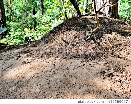 Large Ant Hill in Sunny Pine Forest. Big active anthill made of pine needles and sand in the middle of a sunlit forest clearing, surrounded by trees and green foliage. Large Ant Hill in Sunny Pine Forest. Big active anthill made of pine needles and sand in the middle of a sunlit forest clearing, surrounded by trees and green foliage. 133569637