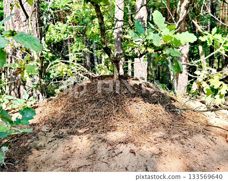 Large Ant Hill in Sunny Pine Forest. Big active anthill made of pine needles and sand in the middle of a sunlit forest clearing, surrounded by trees and green foliage. Large Ant Hill in Sunny Pine Forest. Big active anthill made of pine needles and sand in the middle of a sunlit forest clearing, surrounded by trees and green foliage. 133569640