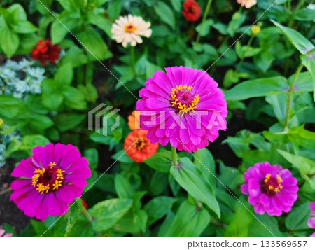 Magenta Pink Zinnias Blooming in Green Garden. Stunning deep magenta pink zinnias with golden-yellow centers standing out against lush green foliage in a colorful summer flowerbed. 133569657