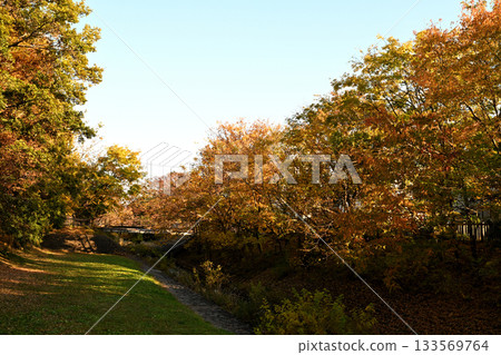 堺川沿岸的秋葉 堺川沿岸的秋葉 133569764